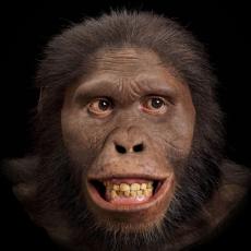 Image of Australopithecus africanus